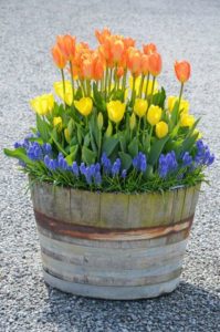 container gardening ideas for spring bulbs